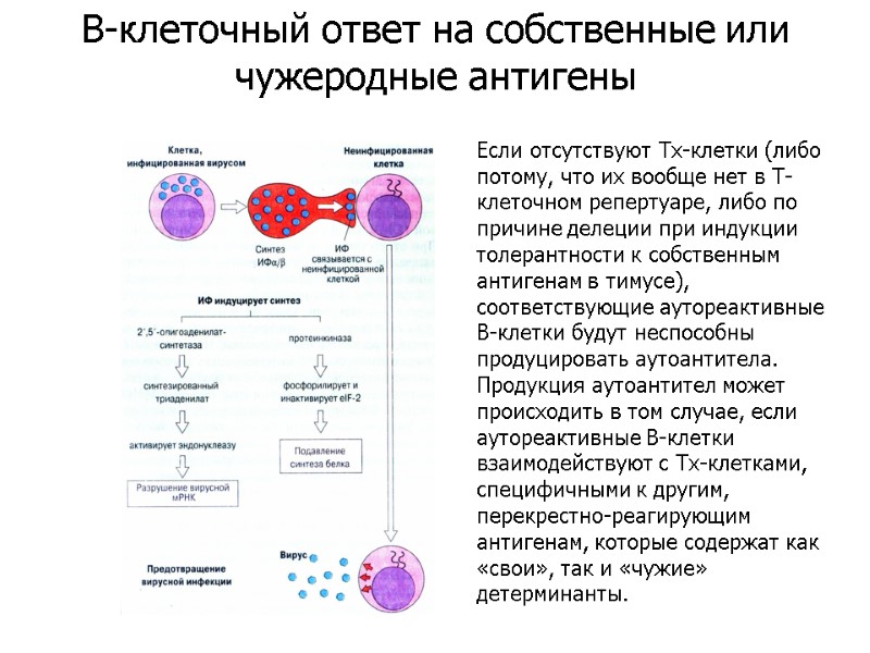 Если отсутствуют Тх-клетки (либо потому, что их вообще нет в Т-клеточном репертуаре, либо по